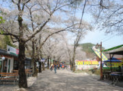 今が満開 2018年一度は訪れたい韓国の桜絶景スポットTOP10