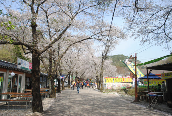 韓国の桜の見頃は東北地方と同じ4月初旬とまさに今が満開。各地で桜祭りが開かれる