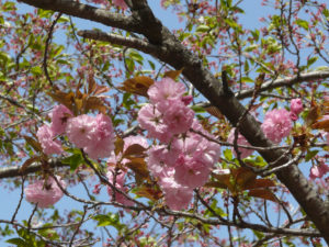 トップ3には韓国で一番早く開花する済州島や今が満開のソウル、歴史ある鎮海軍港祭りの代表的名所が