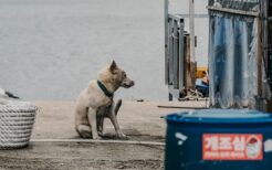 野犬による被害が増えている