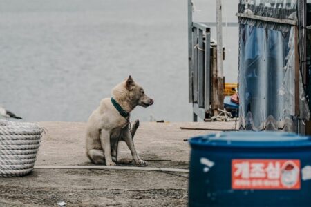 野犬の群れが人や家畜を襲う