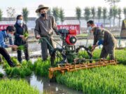 北朝鮮85万8千トン食糧不足とFAO報告 肥料不足で田植え遅れる