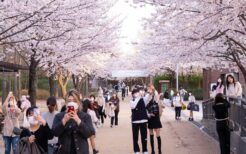 ソウルの満開の桜