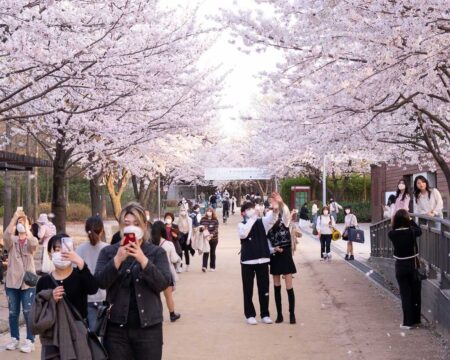 ソウルの満開の桜