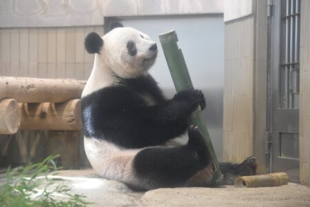 中国へ返還されたシャンシャン